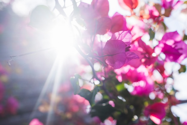 Flores bonitas con el sol de fondo