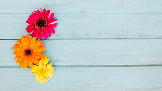 Foto gratuita flores brillantes de verano en la composición