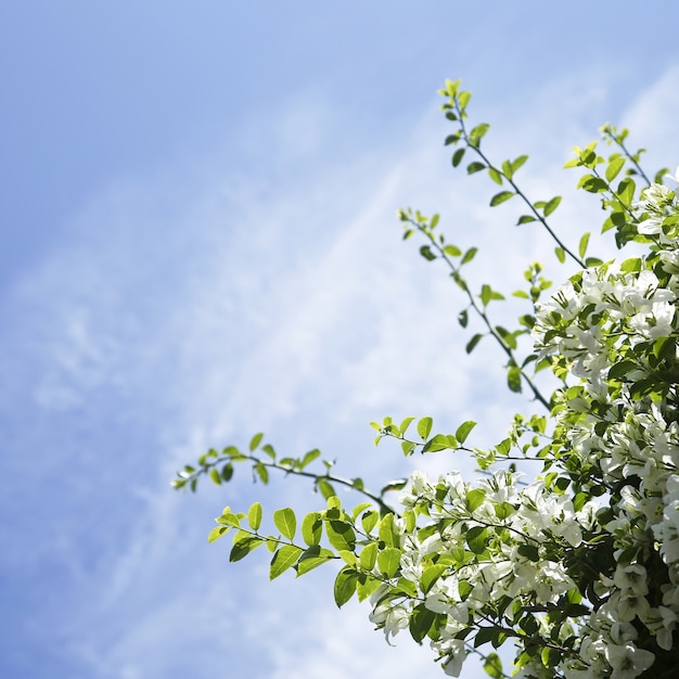 Flores de buganvilla blanca con cielo azul copyspace