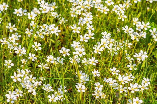 Flores de campo blanco en un día soleado