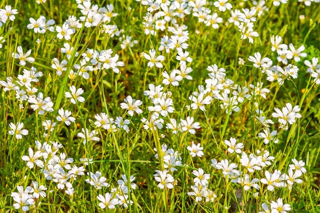 Flores de campo blanco en un día soleado