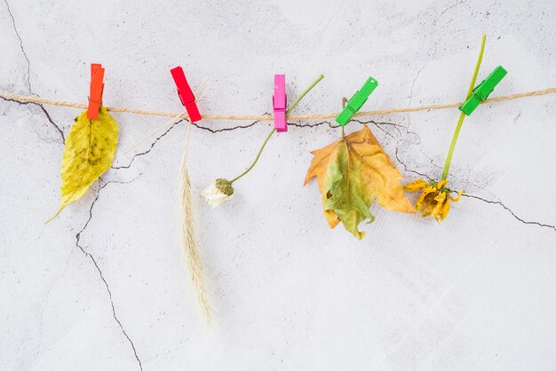 Flores de campo en pinzas para la ropa