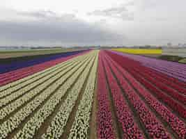 Foto gratuita flores en el campo