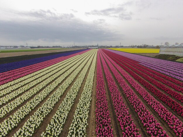 Flores en el campo