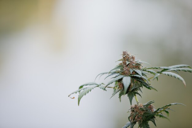 Flores de cáñamo morado Cannabis medicinal.