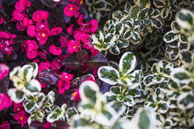 Foto gratuita flores cerca de plantas verdes y blancas