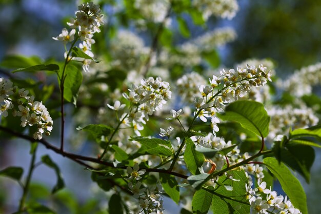 Flores de cereza de pájaro