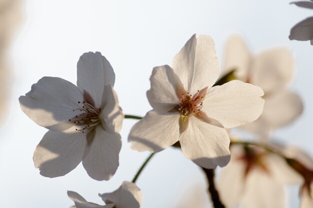 Flores de cerezo blanco que florecen en un árbol con fondo borroso en primavera