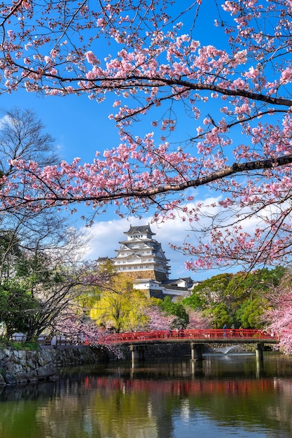 Flores de cerezo y castillo en Himeji, Japón