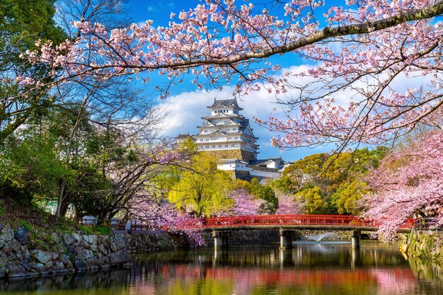 Flores de cerezo y castillo en Himeji, Japón.