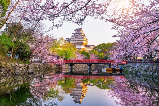 Flores de cerezo y castillo en Himeji, Japón.