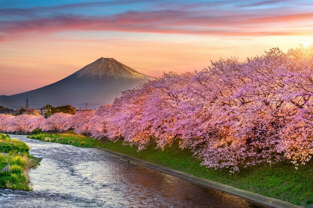 Flores de cerezo y montaña Fuji en primavera al amanecer, Shizuoka en Japón.