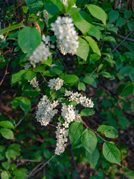 Flores de cerezo pájaro