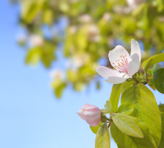 Flores de cerezo de primavera