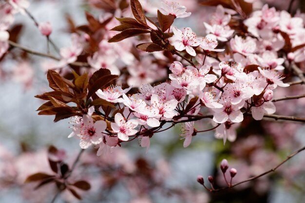 Flores de cerezo rosa en flor en un árbol con fondo borroso en primavera