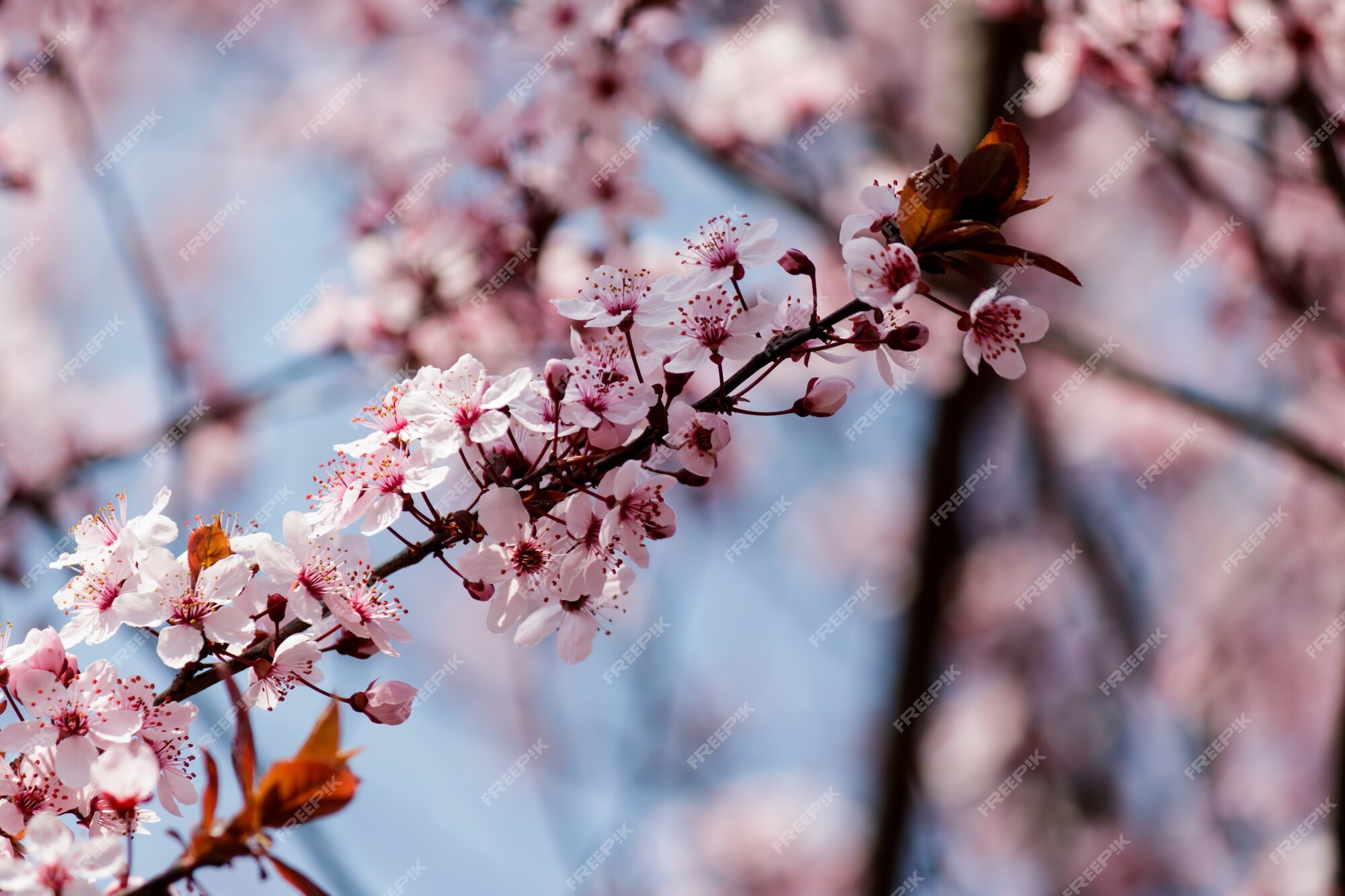 Flores de cerezo rosa en flor en un árbol | Foto Gratis