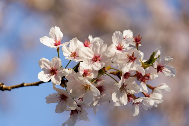 Flores de cerezo rosa en flor en un árbol