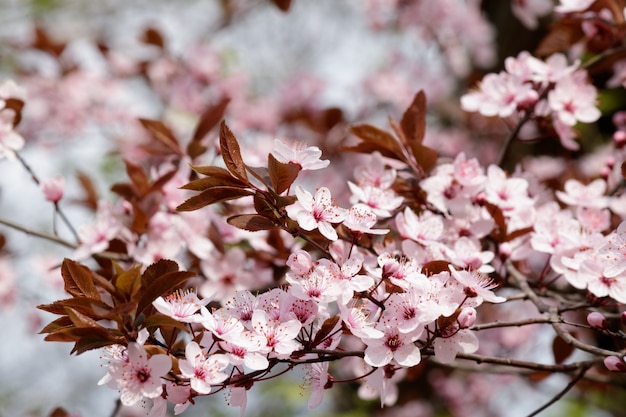 Flores de cerezo rosa en flor en un árbol