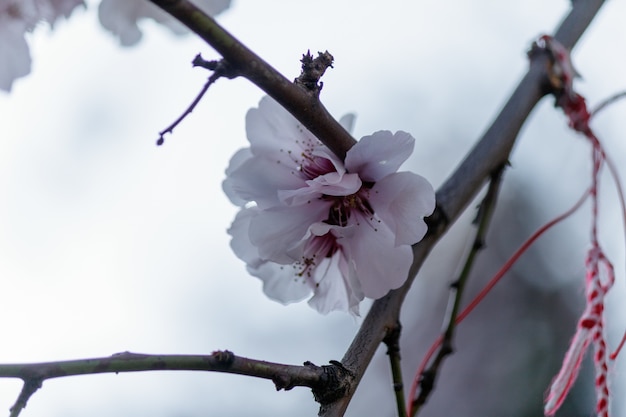 Flores de cerezo rosa en flor en un árbol