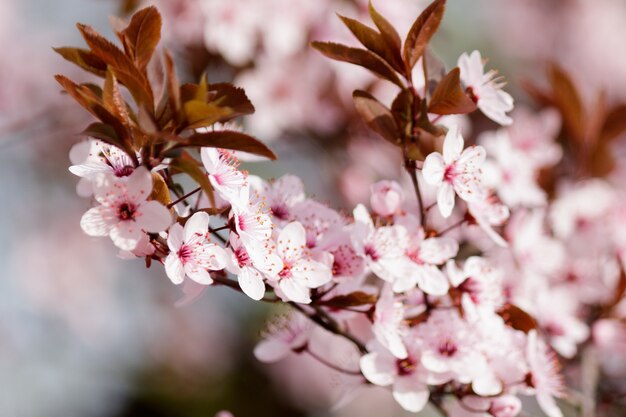 Flores de cerezo rosa en flor en un árbol