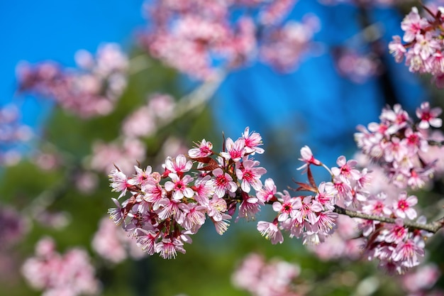 Flores de cerezo sakura plena floración en primavera.