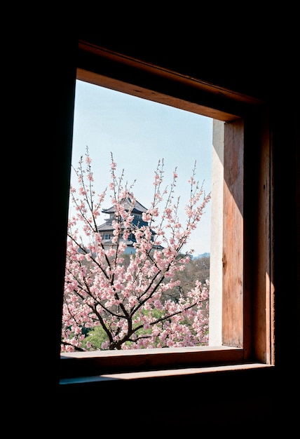 Las flores de cerezo y la vista del castillo