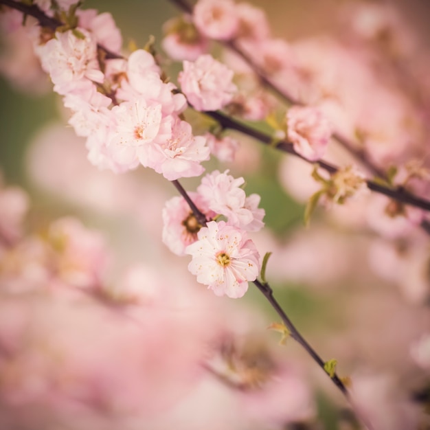 Foto gratuita flores de cerezo