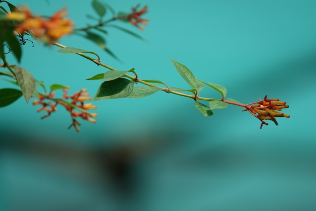 Flores cerradas en la rama de un árbol