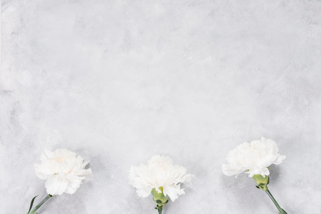 Flores de clavel blanco en mesa gris