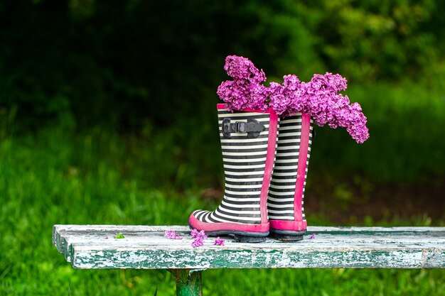 Flores de color lila en botas de goma a rayas. Composición de primavera creativa.