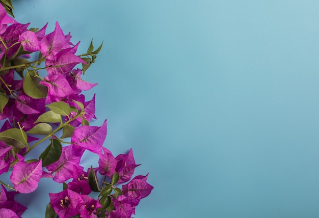 flores de color púrpura en la esquina izquierda con espacio de copia en una superficie azul