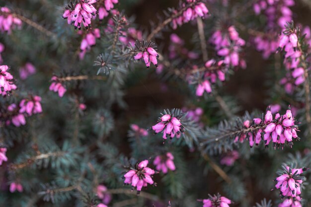 Flores de color rosa de fondo natural entre la fotografía macro de vegetación