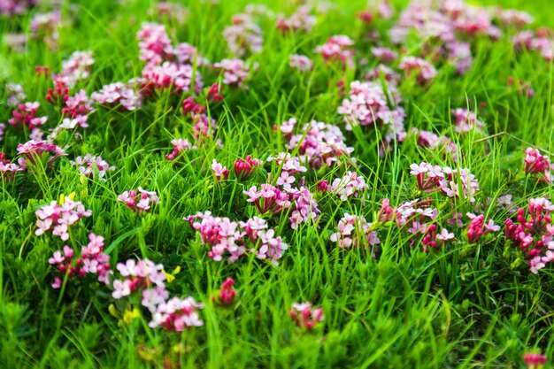 flores de color rosa en el prado de las tierras altas