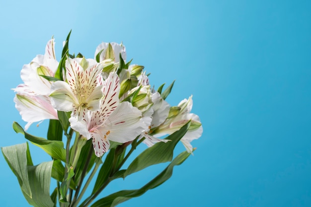 flores contra el cielo