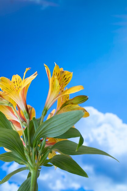 flores contra el cielo