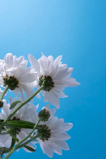 Foto gratuita flores contra el cielo