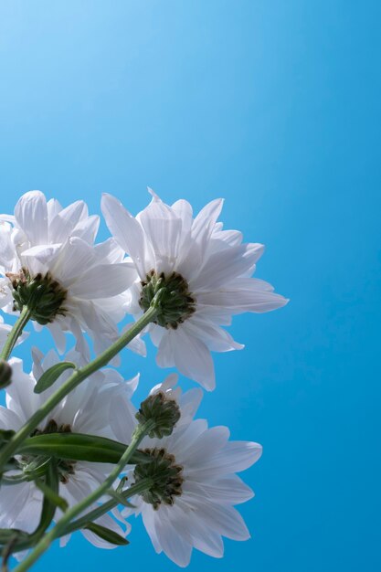 flores contra el cielo