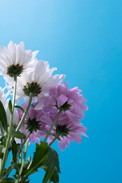 flores contra el cielo