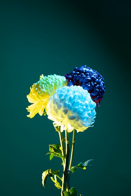 Flores de crisantemo contra el fondo degradado