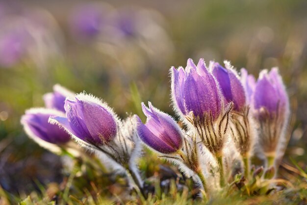 Flores delicadas en un día de viento