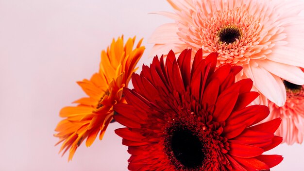 Flores delicadas frescas del gerbera contra el contexto rosado