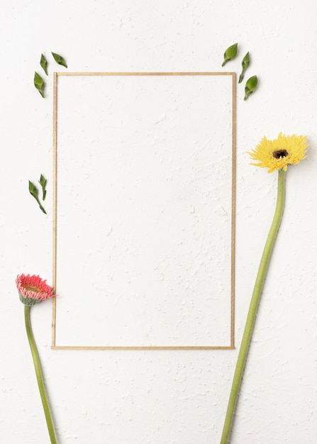 Foto gratuita flores de diente de león con un marco simplista sobre fondo blanco.