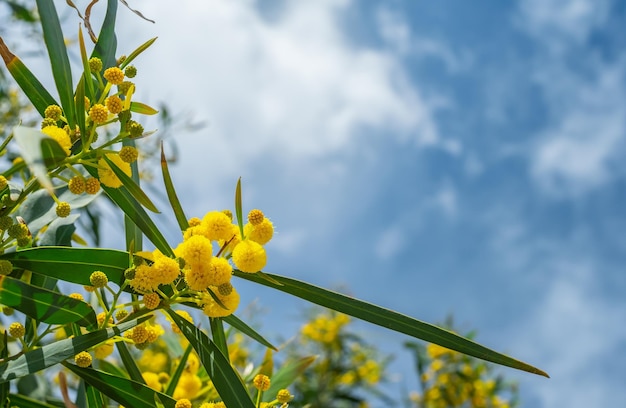 Flores doradas de acacia o mimosa contra el cielo y las nubes en la costa del mar Egeo Espacio para tiempo de texto para vacaciones o idea de viaje para el fondo de una tarjeta del día de la mujer