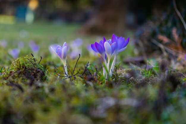 flores exóticas de color púrpura en un campo cubierto de musgo