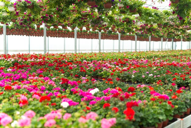 Flores floreciendo en invernadero de plantas