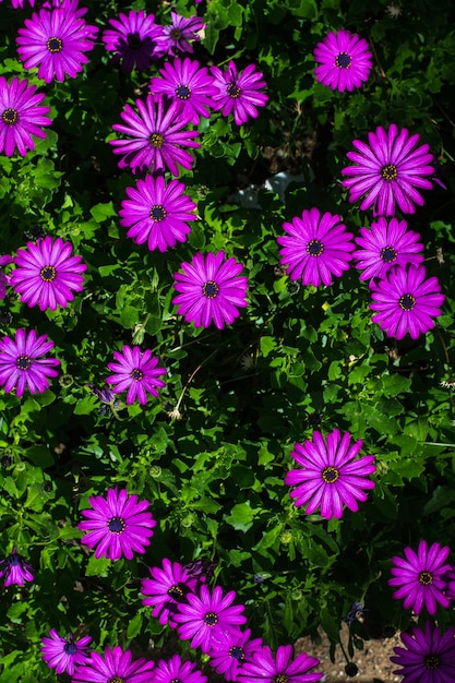 Flores floreciendos morados