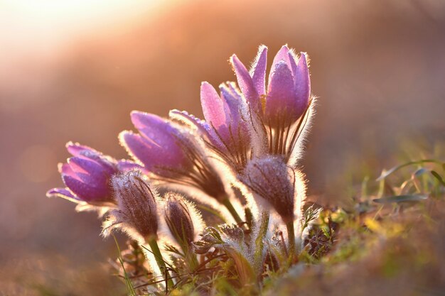 Flores florecientes al atardecer