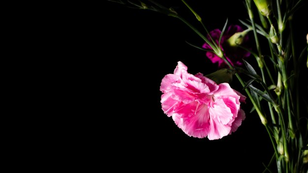 Flores florecientes en el espacio de copia