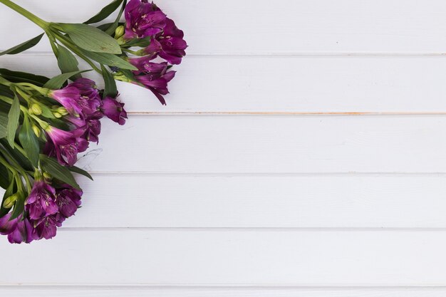 Flores florecientes con tallos verdes en blanco