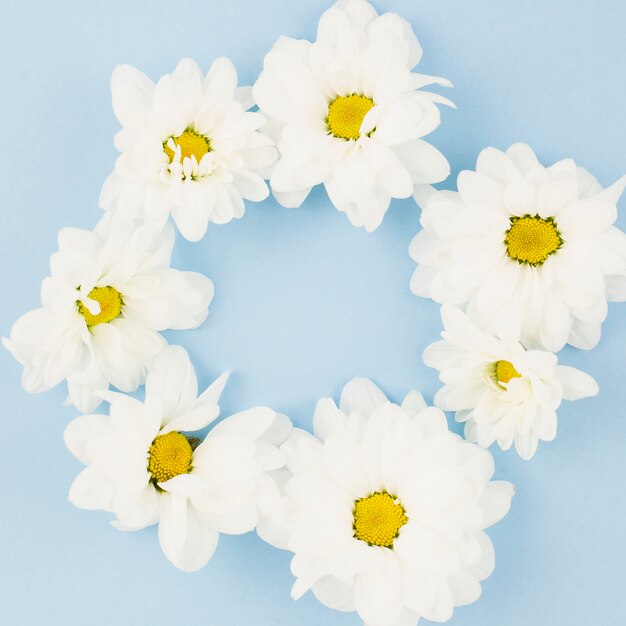 Flores frescas blancas dispuestas en círculo sobre fondo azul